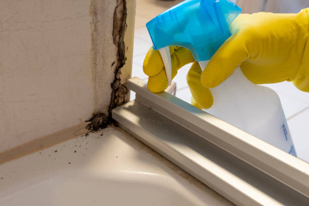 Best Attic Mold Remediation in Mineville, NY