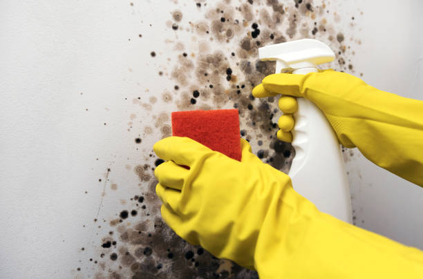 Best Kitchen Mold Remediation in Mineville, NY