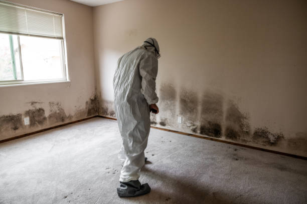 Best Residential Mold Remediation in Mineville, NY