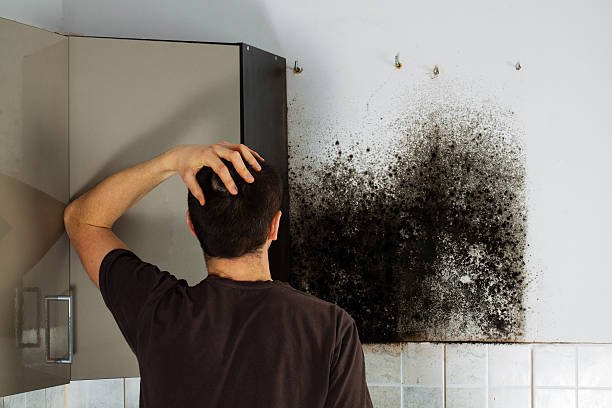 Best Emergency Mold Remediation in Mineville, NY