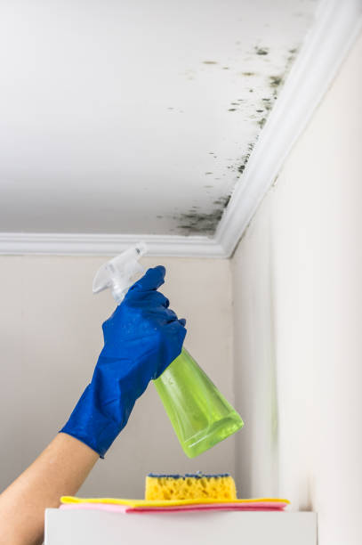 Best Commercial Mold Remediation in Mineville, NY
